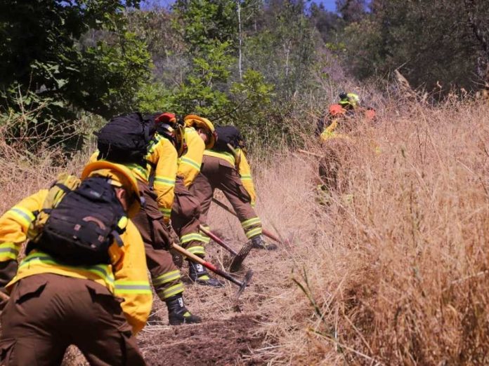 Gobierno despliega histórico plan de casi 5 mil km de cortafuegos para prevenir incendios forestales