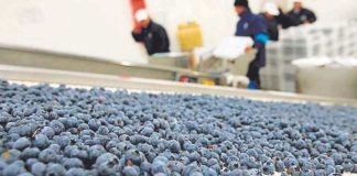 Hortifrut reporta pérdidas millonarias y anuncia cambios estratégicos en Perú