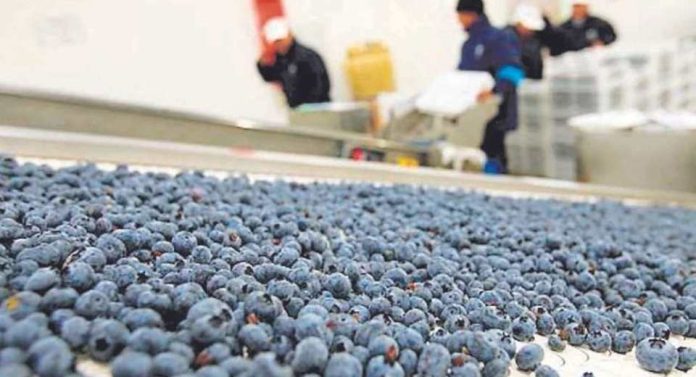 Hortifrut reporta pérdidas millonarias y anuncia cambios estratégicos en Perú