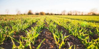 Huella Sustentable: La Metodología Clave para que el Agro Convierta la Sostenibilidad en Rentabilidad y Cumplimiento Normativo