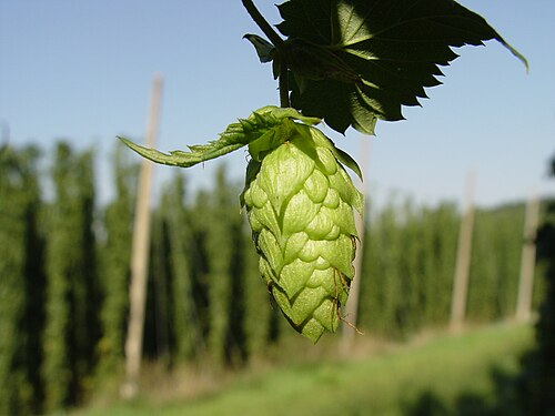 Humulus_Lupulus_Hopfendolde-mit-hopfengarten Brazil | Tecnología brasileña impulsa la producción local de lúpulo y abre una nueva etapa para la cerveza nacional