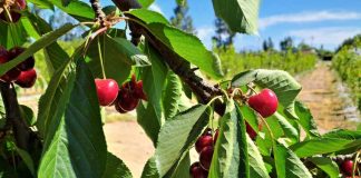 INIA Rayentué impulsa innovación clave para el cerezo