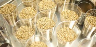 Innovación genética en la avena