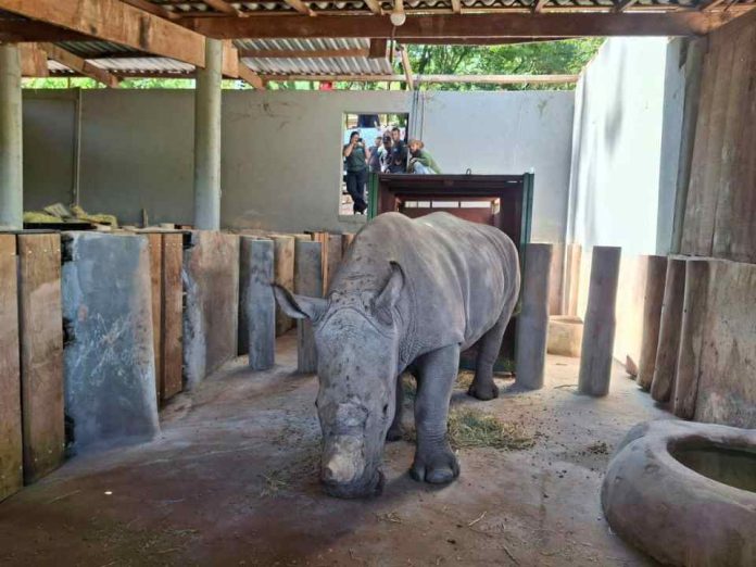 La logística detrás del inédito traslado de un rinoceronte blanco a Brasil La logística detrás del inédito traslado de un rinoceronte blanco a Brasil