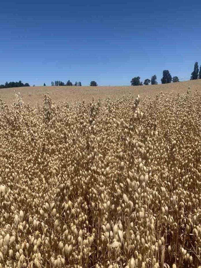 La producción de la avena impulsa la sostenibilidad agrícola en Chile La producción de la avena impulsa la sostenibilidad agrícola en Chile