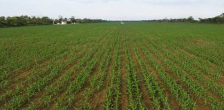 La técnica agrícola que ayudará a Bolivia a enfrentar su crisis económica