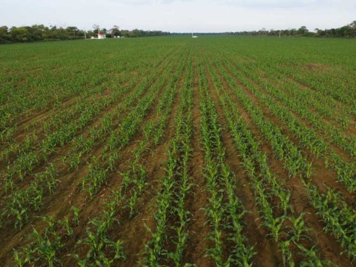 La técnica agrícola que ayudará a Bolivia a enfrentar su crisis económica La técnica agrícola que ayudará a Bolivia a enfrentar su crisis económica