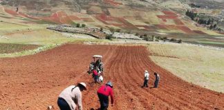 “Ladrón” de cosechas en Perú: 14.2 millones de hectáreas pueden perder salud por este factor