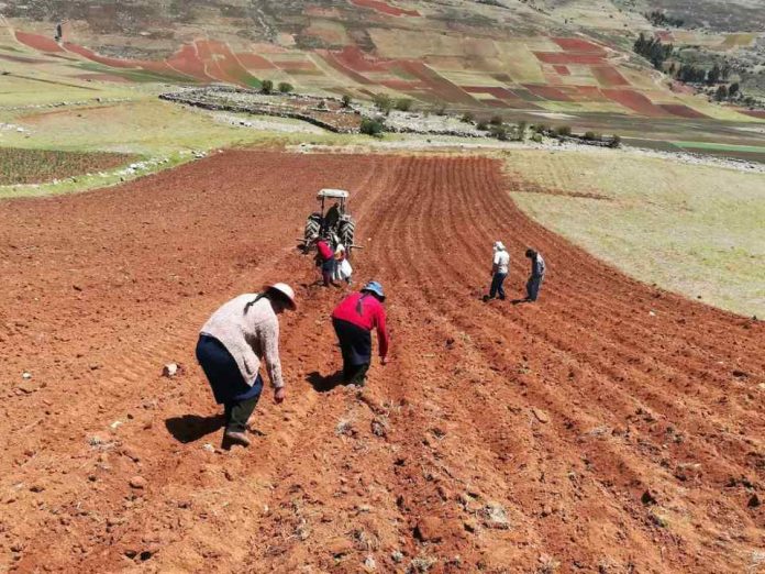 “Ladrón” de cosechas en Perú: 14.2 millones de hectáreas pueden perder salud por este factor
