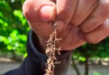 Lombricultura de BIOFERT, en producción de Avellanos y Cerezas, en Agricola El Nevado Lombricultura de BIOFERT, en producción de Avellanos y Cerezas, en Agricola El Nevado