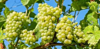 Mark Greenberg: Se proyecta una temporada dinámica para la uva de mesa importada en Norteamérica