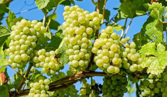 Mark Greenberg: Se proyecta una temporada dinámica para la uva de mesa importada en Norteamérica