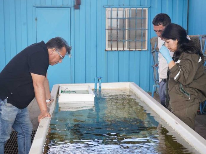 PTEC Ostra Japonesa de la UCN busca la expansión productiva de la especie en el norte del país