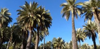 Palma chilena obtiene la máxima protección internacional por parte de la Convención CITES