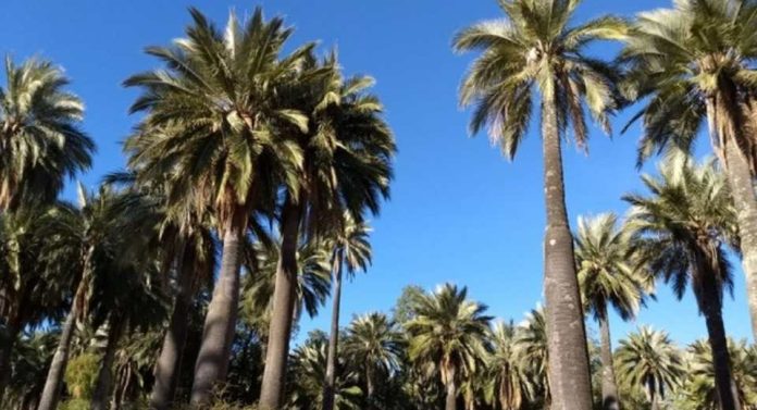 Palma chilena obtiene la máxima protección internacional por parte de la Convención CITES