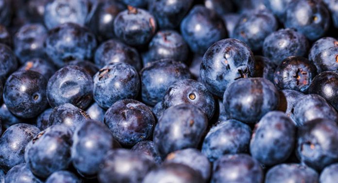 Panorama de la temporada 202526 de arándanos chilenos