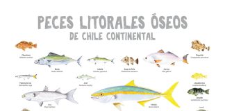 Peces litorales de Chile