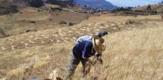 Perú Los 2 cultivos de la costa con potencial para migrar a sierra y selva