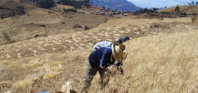 Perú Los 2 cultivos de la costa con potencial para migrar a sierra y selva Perú Los 2 cultivos de la costa con potencial para migrar a sierra y selva