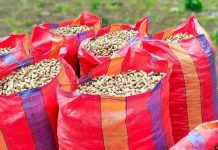 Perú | Maní, papa y cacao permiten a agricultores acceder a mercados exigentes