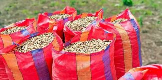 Perú | Maní, papa y cacao permiten a agricultores acceder a mercados exigentes