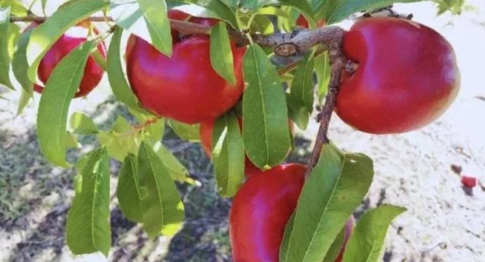 Pionero Inta Argentina tiene grandes esperanzas puestas en una nueva variedad de nectarina de larga duración Pionero Inta Argentina tiene grandes esperanzas puestas en una nueva variedad de nectarina de larga duración
