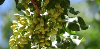 Impulsada por la fiebre del chocolate de Dubái, Argentina apuesta por los pistachos