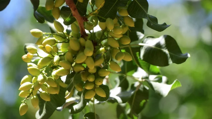 Impulsada por la fiebre del chocolate de Dubái, Argentina apuesta por los pistachos