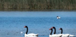 Plan de Prevención y Vigilancia adicional de Influenza Aviar en La Araucanía