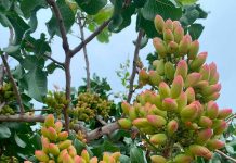 Tasa de Cuaja Sorprendente: Polinización Asistida de Zimex Smart Agro y Europollen Dispara el Rendimiento del Pistacho Chileno Tasa de Cuaja Sorprendente: Polinización Asistida de Zimex Smart Agro y Europollen Dispara el Rendimiento del Pistacho Chileno