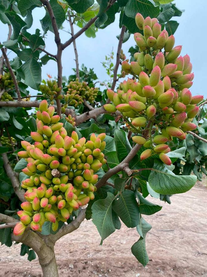 Tasa de Cuaja Sorprendente: Polinización Asistida de Zimex Smart Agro y Europollen Dispara el Rendimiento del Pistacho Chileno