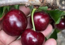 Primera cosecha de Sweet Aryana® PA1UNIBO confirma su potencial temprano y calidad de exportación