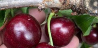 Primera cosecha de Sweet Aryana® PA1UNIBO confirma su potencial temprano y calidad de exportación