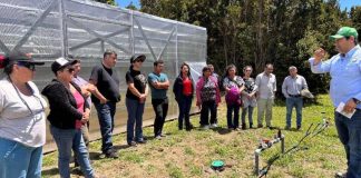 Riego tecnificado mejora la producción de más de 700 agricultores en la región de Los Lagos
