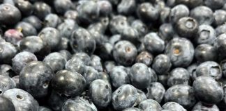 SAG Biobío supervisa Convenio de Inspección Fitosanitaria con empresas exportadoras de frutas