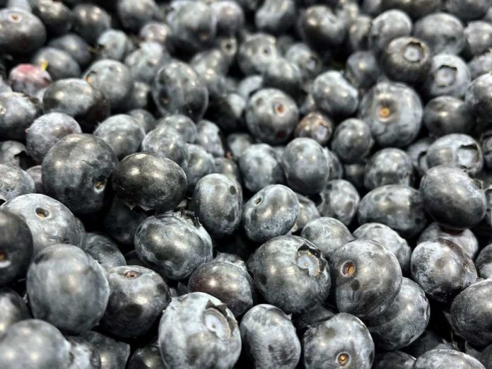 SAG Biobío supervisa Convenio de Inspección Fitosanitaria con empresas exportadoras de frutas SAG Biobío supervisa Convenio de Inspección Fitosanitaria con empresas exportadoras de frutas