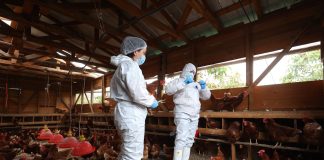 SAG refuerza vigilancia y prevención ante el escenario internacional de influenza aviar