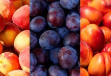 Segunda estimación Comité de Carozos de Frutas de Chile Segunda estimación Comité de Carozos de Frutas de Chile