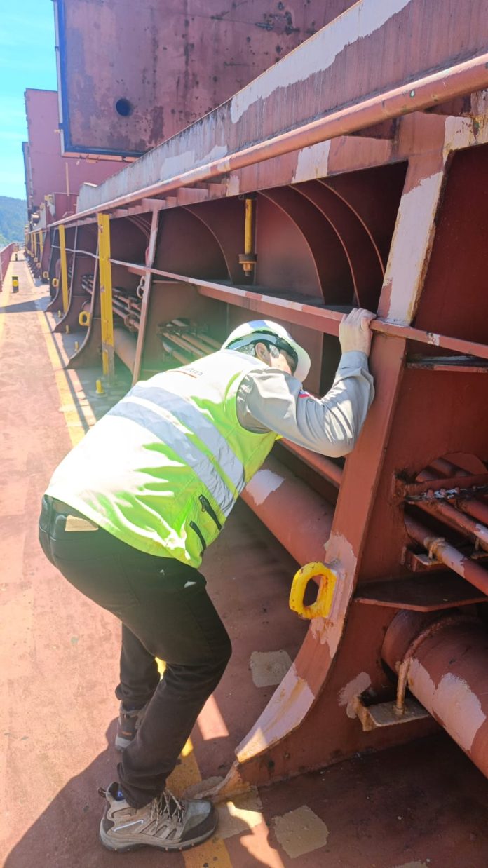 Thyrinteina arnobia SAG Biobío intercepta masas de huevos de plaga forestal en cubierta de buque Thyrinteina arnobia SAG Biobío intercepta masas de huevos de plaga forestal en cubierta de buque