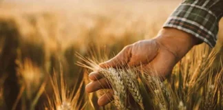 Un trigo que se fertiliza solo: la apuesta biotecnológica que podría cambiar la agricultura