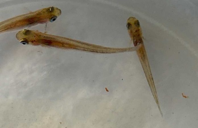 UCN desarrolló un prototipo de cultivo para la mantención de reproductores de pejerrey chileno y argentino