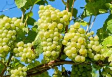 Unifrutti adquiere por US$ 150 millones frutícolas en Perú especializadas en uva de mesa