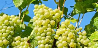 Unifrutti adquiere por US$ 150 millones frutícolas en Perú especializadas en uva de mesa