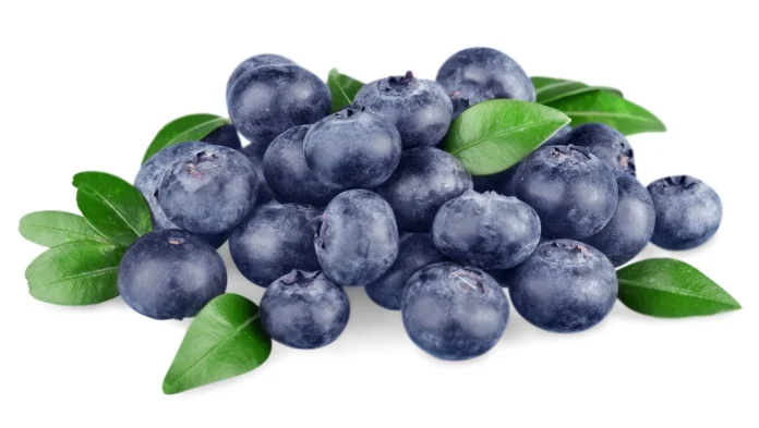 arandanos-4 (1) Avance de la Temporada Arándanos de Chile 2025-26: Se prevé un adelanto en los despachos para las próximas semanas