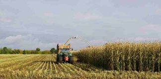 EEUU | El Consejo de Granos y Bioproductos de EE. UU. informa sobre una calidad récord de la cosecha de maíz de 2025