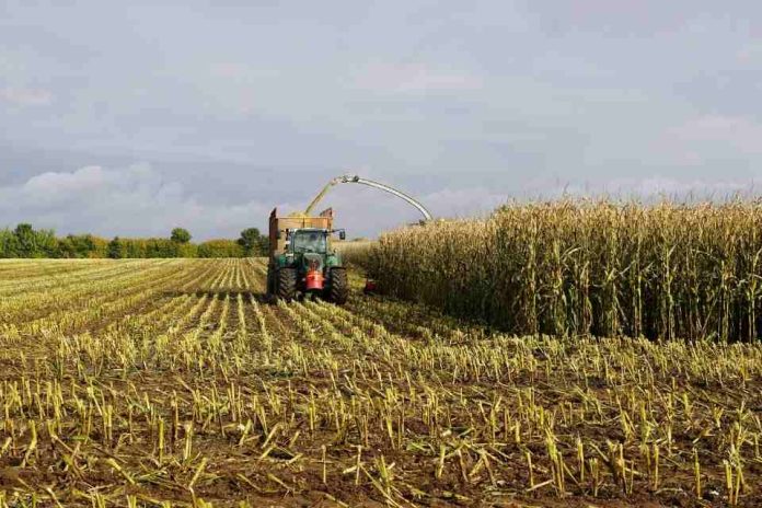 EEUU | El Consejo de Granos y Bioproductos de EE. UU. informa sobre una calidad récord de la cosecha de maíz de 2025