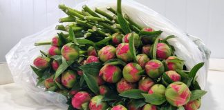 SAG Los Lagos certifica exportación de 23 mil varas de peonías a China, exportación varas de peonías