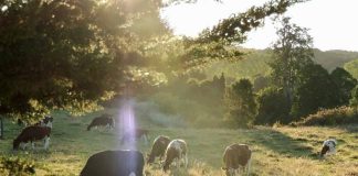 ley de deforestación