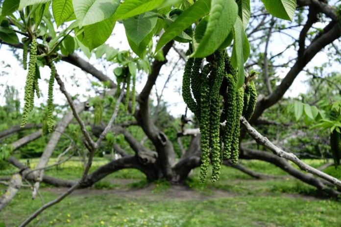 nogal manchuriano Investigadores japoneses descubren compuesto natural en nogal manchuriano que elimina malezas sin necesidad de herbicidas químicos