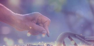 Colombia | Sector de semillas celebra avances en biotecnología, pero advierte sobre piratería y retrasos regulatorios